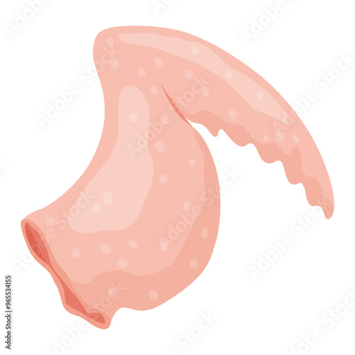 An educational illustration showcasing the cut and part of raw chicken meat