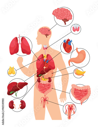 Internal organs of human body. Medical info graphics, education scheme concept of anatomy system. Section view of human body with inner organs