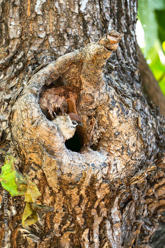 eurasian tree sparrow protecting its nest against intruders