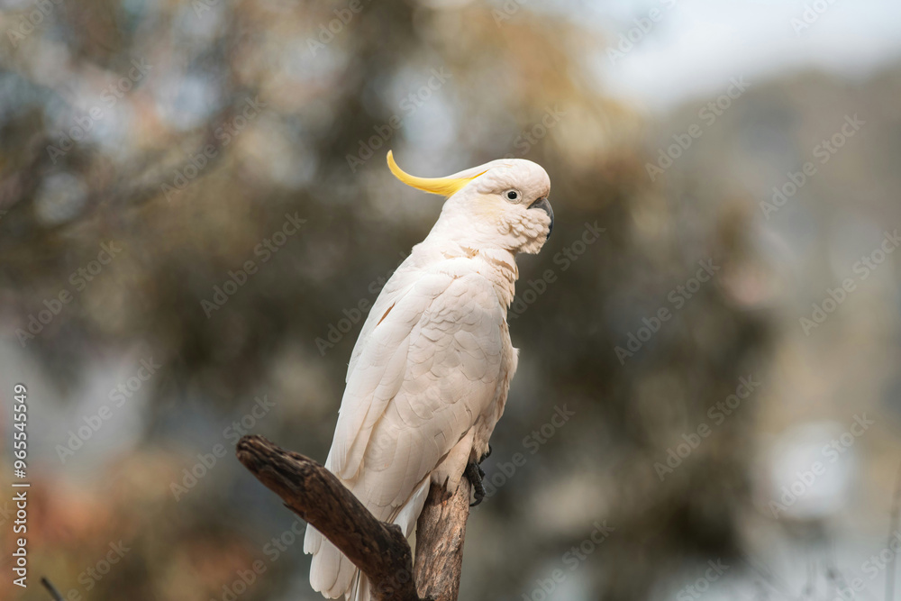wildlife Birds Images parrot cockatoo Backgrounds wildlife Birds Images parrot cockatoo Backgrounds