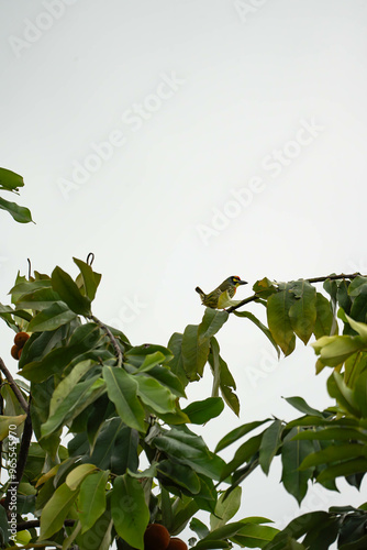 a Coppersmith Barbet producing a sound like on a coppersmith on top of the tree  photo