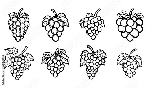 Grape Line Art Clean and Crisp Linework Illustration Design
