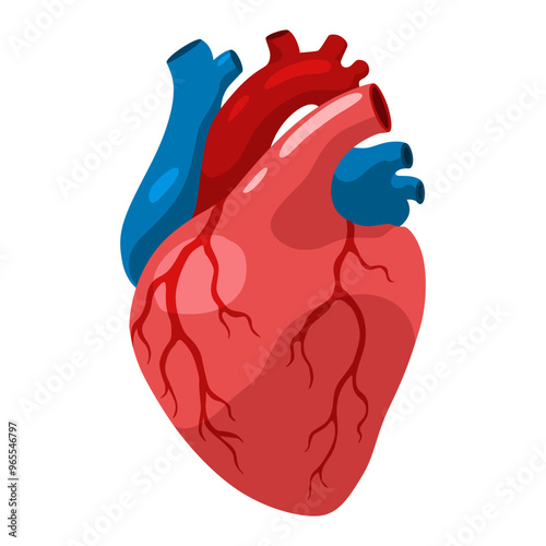 Cardiac muscles tissue with specific function. Medical poster design illustration. Science educational symbol