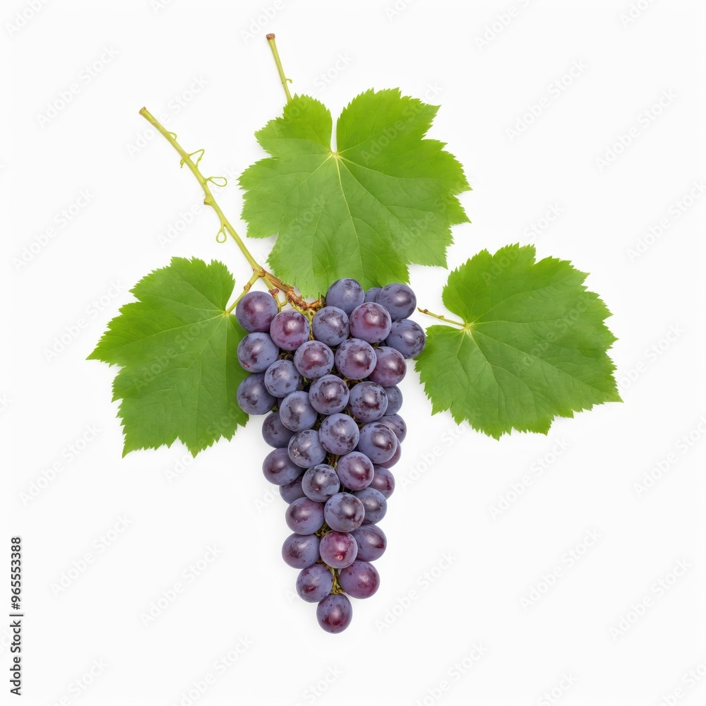 Fototapeta premium bunch of grapes isolated on white