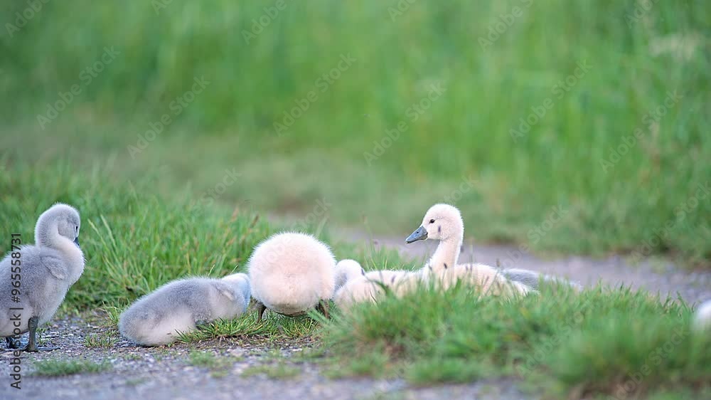 a beautiful Swan (Cygnus olor) family with young fluffy chicks walks on a green lush meadow and eats grass on a sunny summer morning in Göttingen - Lower Saxony - Germany - Europe a beautiful Swan (Cygnus olor) family with young fluffy chicks walks on a green lush meadow and eats grass on a sunny summer morning in Göttingen - Lower Saxony - Germany - Europe