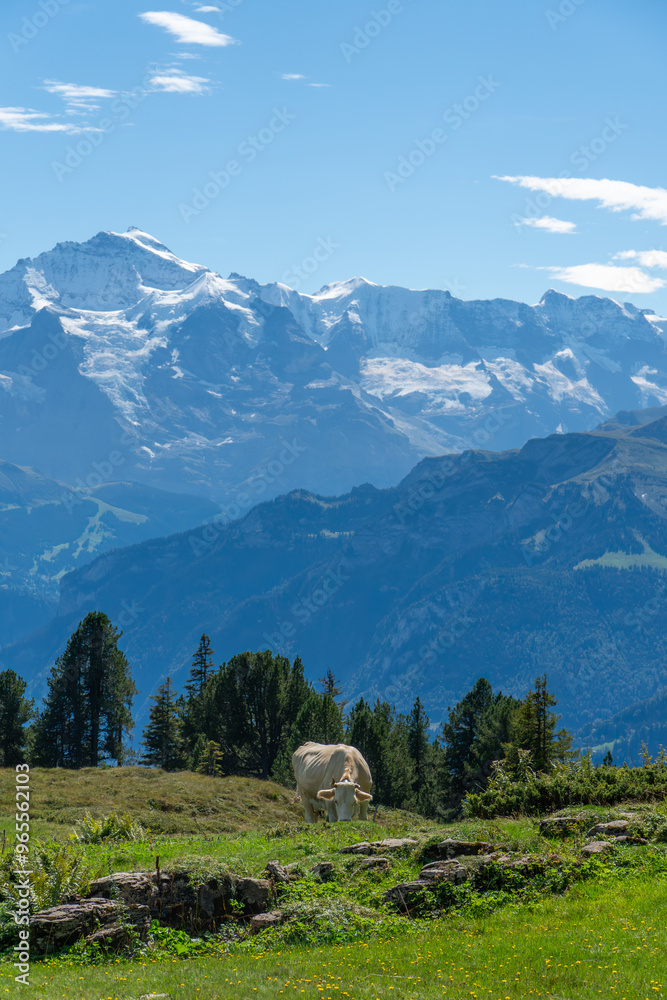 Fototapeta premium Cow in the swiss alps infront of mountains