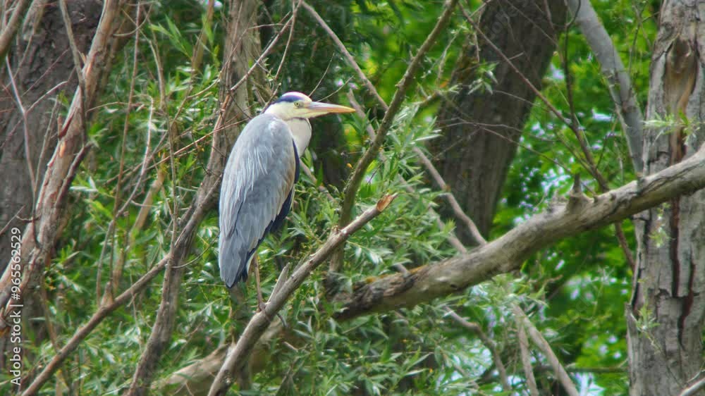 one adult gray heron (Ardea cinerea) sits in a tree and waits for prey on a sunny summer morning in Göttingen - Lower Saxony - Germany - Europe one adult gray heron (Ardea cinerea) sits in a tree and waits for prey on a sunny summer morning in Göttingen - Lower Saxony - Germany - Europe