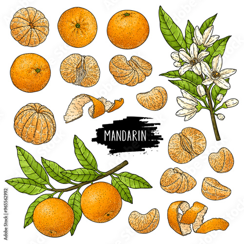 Hand drawn mandarin or tangerine set. Organic citrus plant drawing with unpeeled whole mandarin, slices, halves and branch. Template for food product label. Botanical graphic illustration