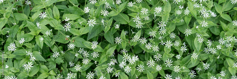 Panoramic image. Stellaria nemorum in the forest. Plant with small white flowers Panoramic image. Stellaria nemorum in the forest. Plant with small white flowers