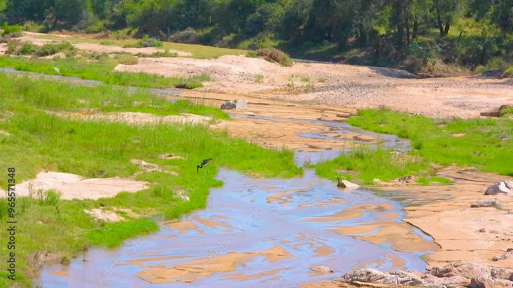 Wetland ecosystem from Kruger in National Park, South Africa Wetland ecosystem from Kruger in National Park, South Africa