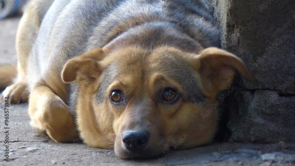 Relaxed Dog Watching the World