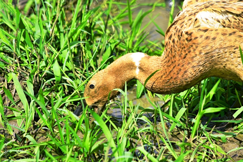 Obraz premium Indonesian local duck activities that look for food and are bred in paddy fields