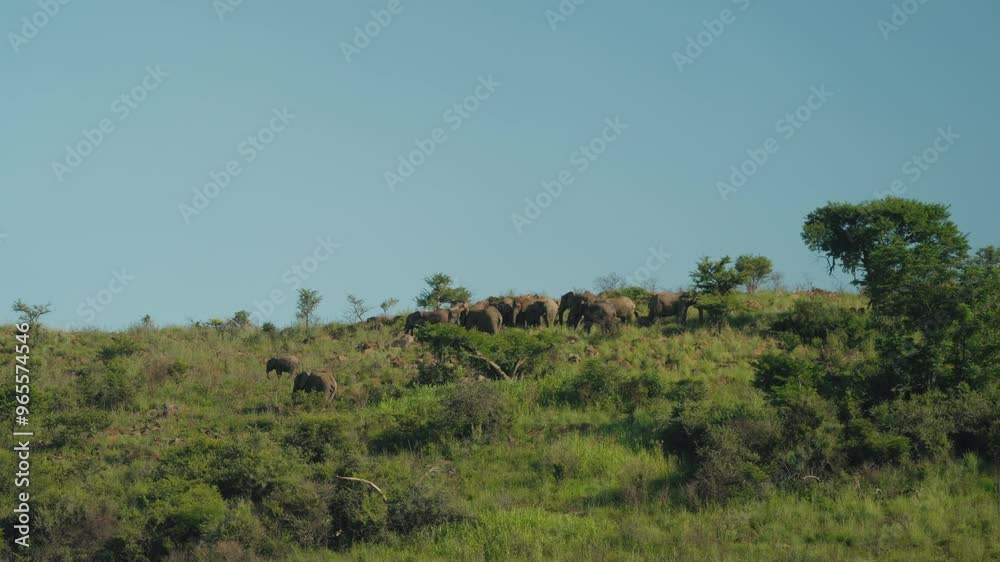 A large herd of elephants with their calves gathers on a lush green hill surrounded by trees, showcasing the majestic beauty of wildlife in a serene African landscape filled with vibrant nature. A large herd of elephants with their calves gathers on a lush green hill surrounded by trees, showcasing the majestic beauty of wildlife in a serene African landscape filled with vibrant nature.
