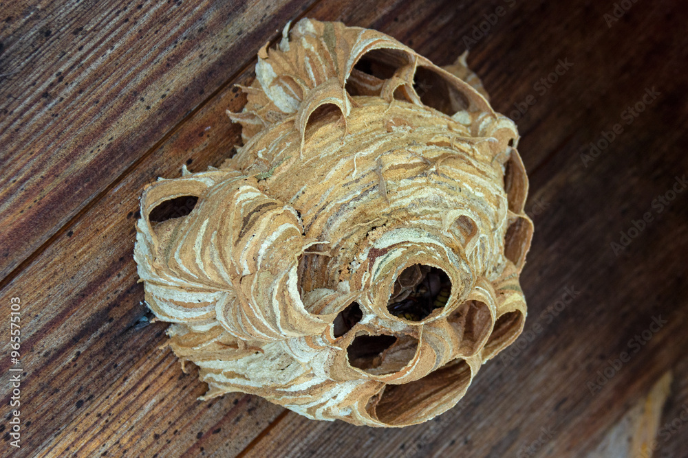 Nest