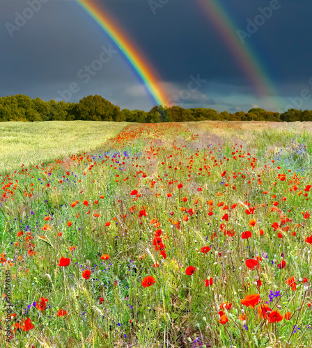 Field with ripening wheat and blossoming wild poppies. Above seen approaching...