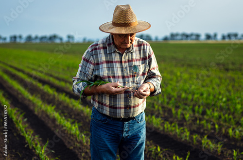 Senior farmer standing in corn field examining crop in his hands at sunset.