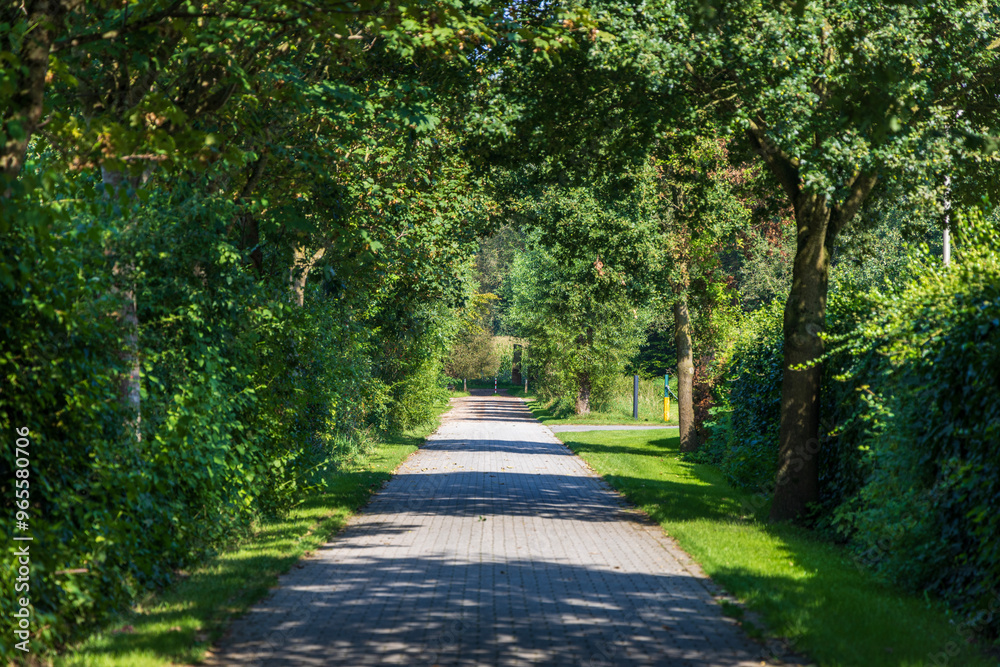 A peaceful tree-lined walkway in a lush green park, offering a tranquil path through nature