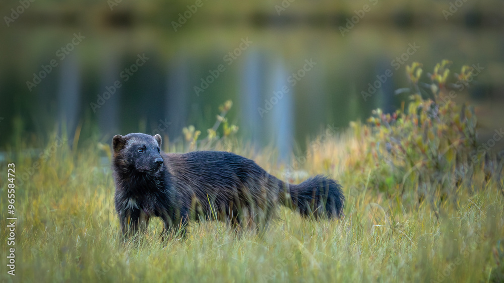Fototapeta premium Vielfraß in Finnland