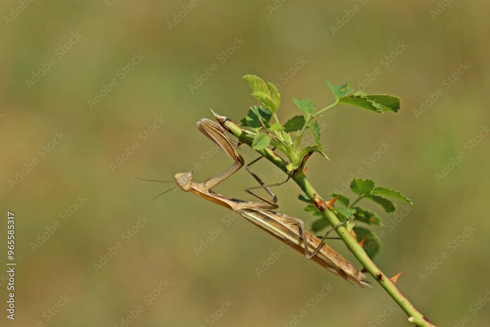 Weibliche Europäische Gottesanbeterin (Mantis religiosa) Weibliche Europäische Gottesanbeterin (Mantis religiosa)