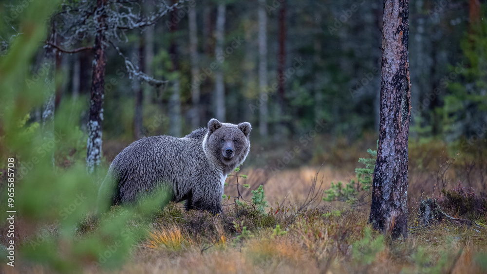 Naklejka premium Braunbär in Finnland