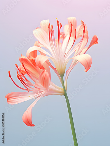 A close-up of two pink and yellow lily flowers with delicate petals in shades of pale red and peach against an isolated light blue background,wallpaper photo