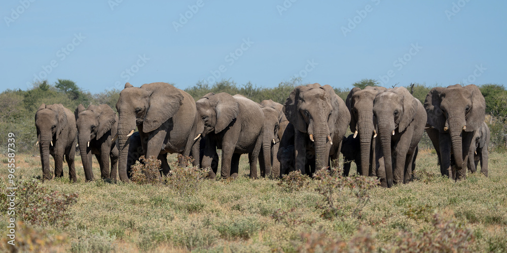Fototapeta premium Elephant herd walking on the plains after visiting a waterhole in Etosha National Park in Namibia