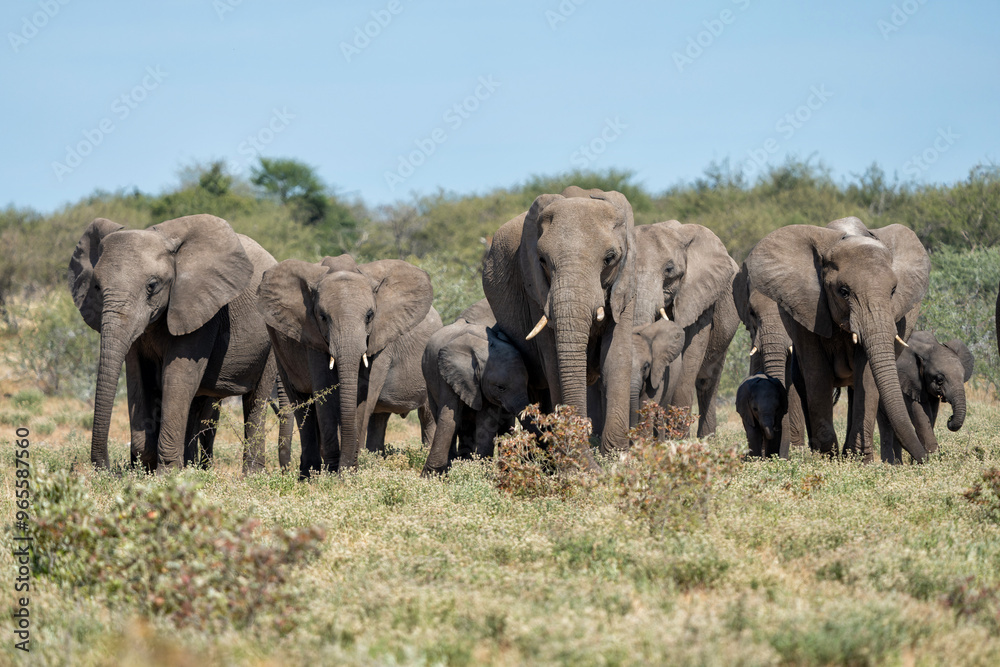 Elephant herd walking on the plains after visiting a waterhole in Etosha National Park in Namibia Elephant herd walking on the plains after visiting a waterhole in Etosha National Park in Namibia