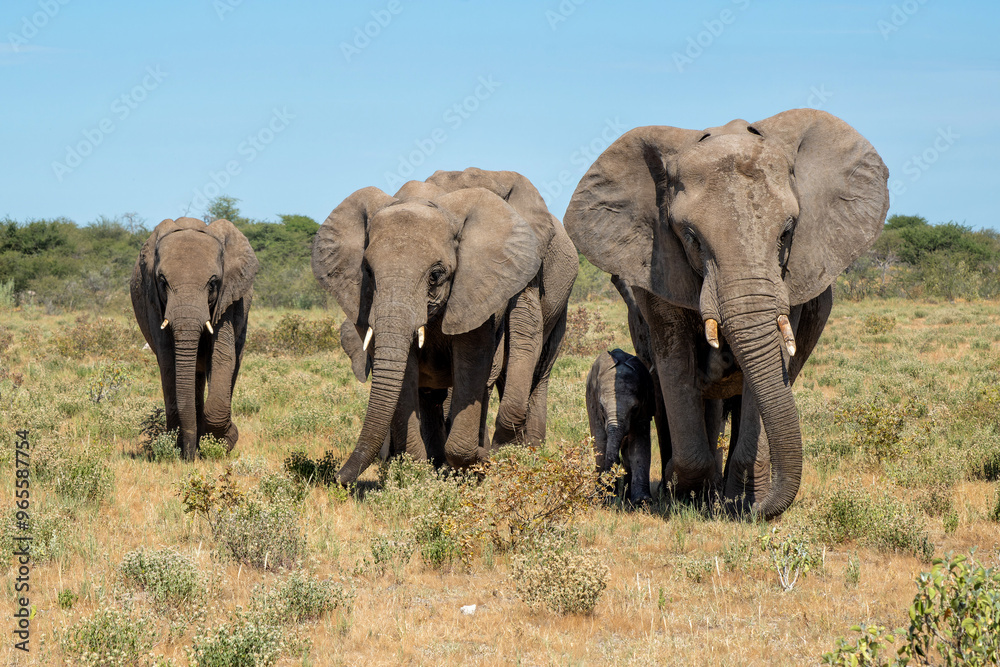 Fototapeta premium Elephant herd walking on the plains after visiting a waterhole in Etosha National Park in Namibia