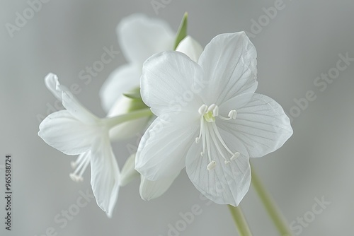 White Delicate Flowers, Floral Background, Gentle Blur, Purity Concept. Close-up View