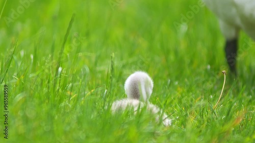 a beautiful Swan (Cygnus olor) family with young fluffy chicks walks on a green lush meadow and eats grass on a sunny summer morning in Göttingen - Lower Saxony - Germany - Europe