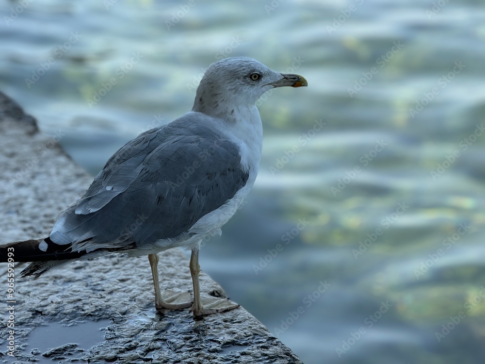 Fototapeta premium seagull on the beach