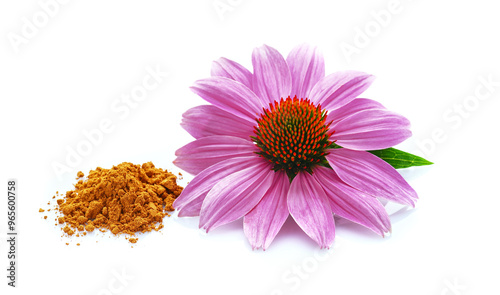 Echinacea purpurea with petals powder in closeup photo