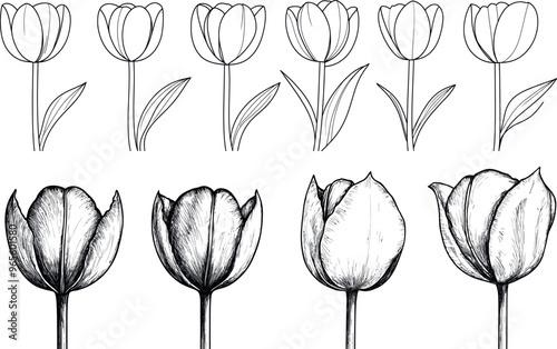 Drawing of various tulips and leaves. Good for invitations, wallpaper art, or save the dates.