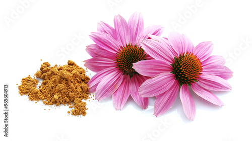 Echinacea purpurea plant with root powder on white background photo