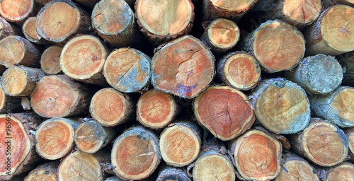 Pile of log trunks, logging timber wood industry before turn it into wooden product. Firewood. Lumber wood. Wood texture. Trunk with cracks and sawed annual rings, cut of surface of wooden stump.