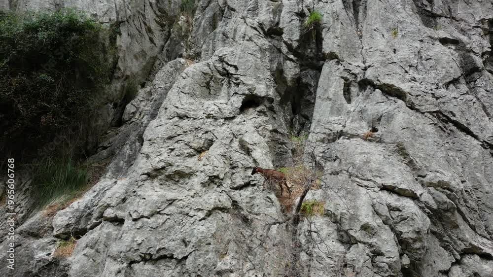Mountain goat walking around on the side of the cliff, Mallorca, Spain, 4k Mountain goat walking around on the side of the cliff, Mallorca, Spain, 4k