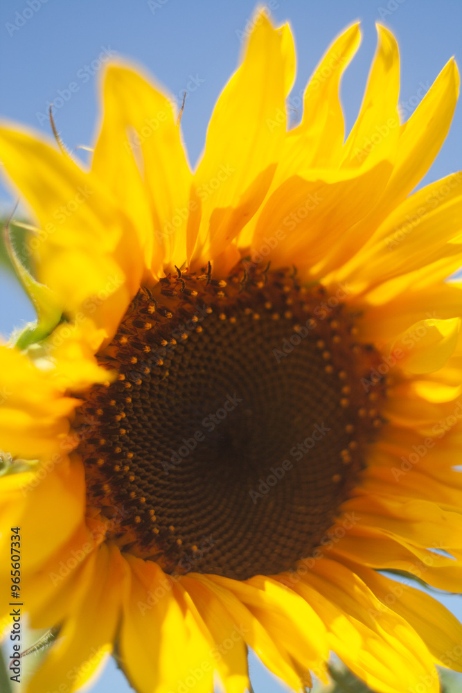 Naklejka premium sunflower with bee