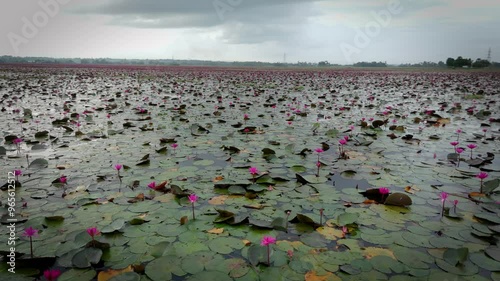 Pretty pink water lilies blooming in Malarikkal,Kottayam,Kerala,Malarikkal Village Tourism, waterlilles blooming in paddy fields in kerala drone shot,aerial view photo