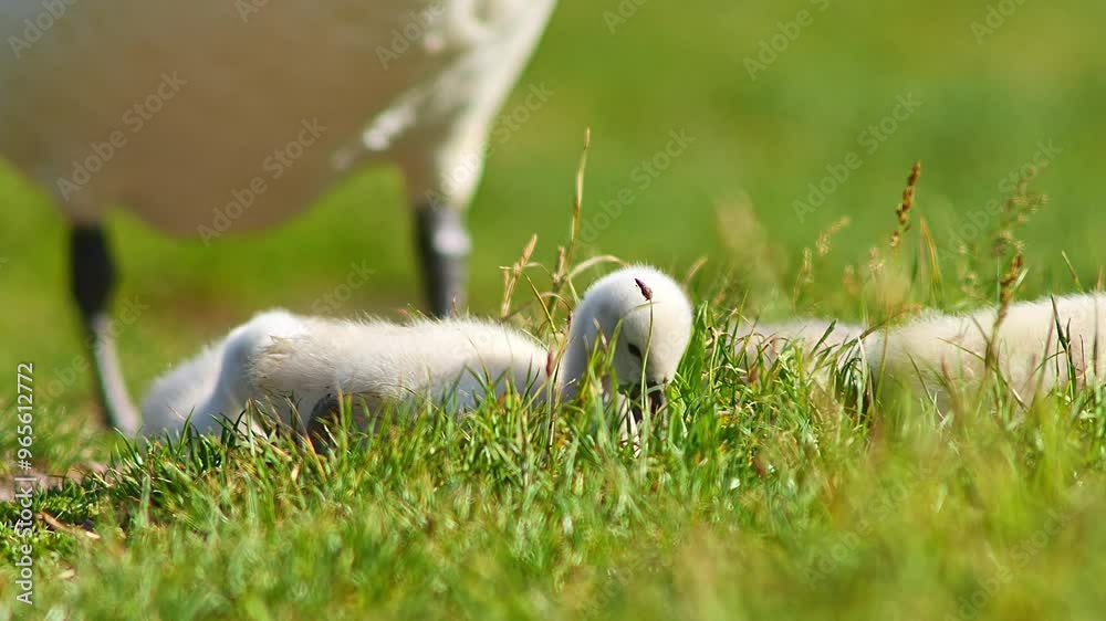 a beautiful Swan (Cygnus olor) family with young fluffy chicks walks on a green lush meadow and eats grass on a sunny summer morning in Göttingen - Lower Saxony - Germany - Europe a beautiful Swan (Cygnus olor) family with young fluffy chicks walks on a green lush meadow and eats grass on a sunny summer morning in Göttingen - Lower Saxony - Germany - Europe