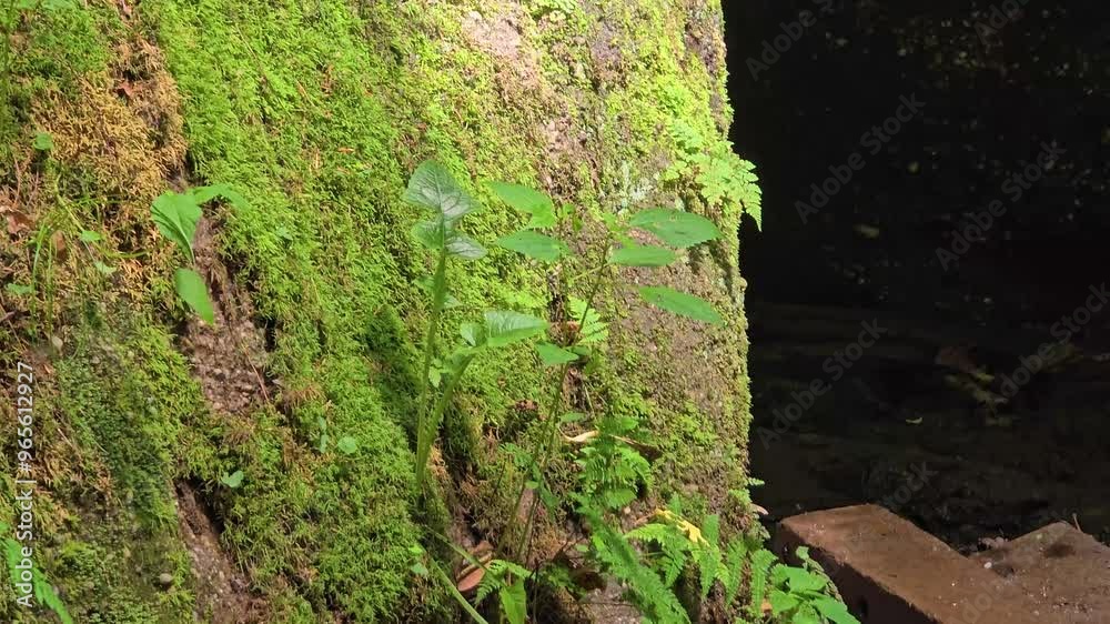 A close-up of vibrant green moss covering the surface of a rock in a shaded forest. The natural growth reflects the peaceful beauty of nature's untouched spaces. A close-up of vibrant green moss covering the surface of a rock in a shaded forest. The natural growth reflects the peaceful beauty of nature's untouched spaces.