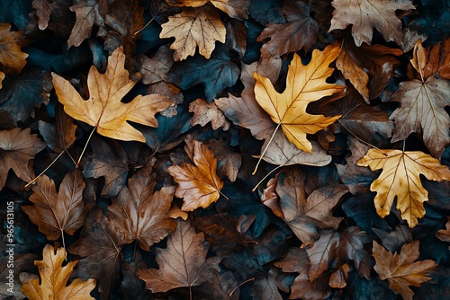 top view texture or pattern of autumn leaves in forest or park