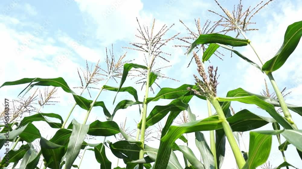 Looking up at corn stalks with pollinating bees buzzing around on a farm. Looking up at corn stalks with pollinating bees buzzing around on a farm.