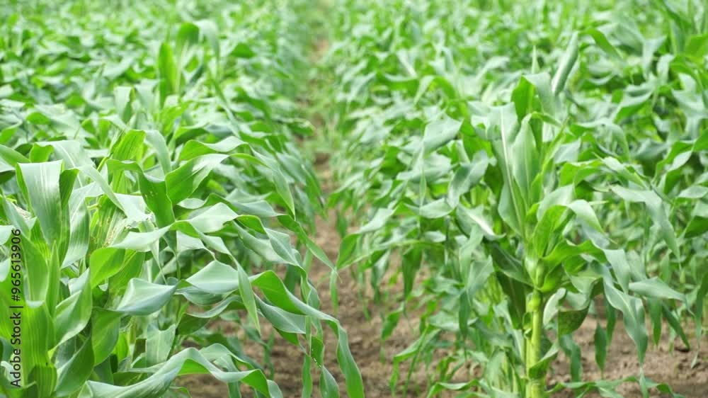Dense rows of corn stalks and leaves on a patch of soil on a farm.