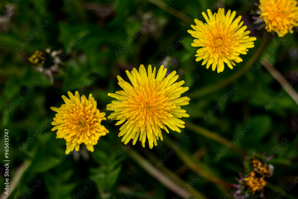 yellow dandelion flower yellow dandelion flower