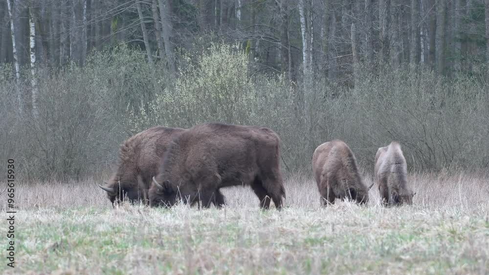 European Bisons walking in a field while eating, static shot. European Bisons walking in a field while eating, static shot.