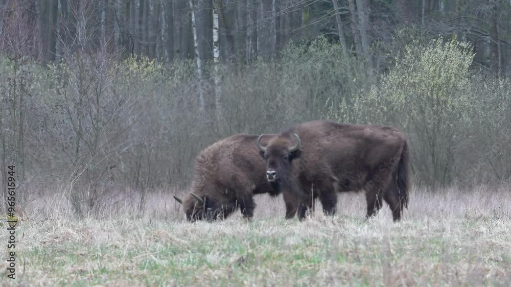 Two large wild bisons grazing in a meadow in front of the forest Two large wild bisons grazing in a meadow in front of the forest