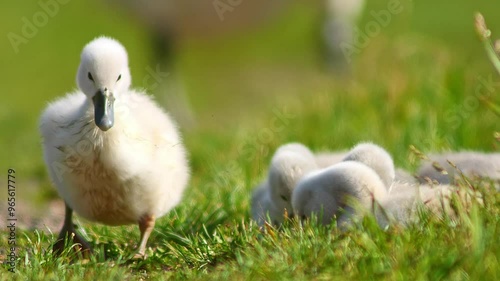 a beautiful Swan (Cygnus olor) family with young fluffy chicks walks on a green lush meadow and eats grass on a sunny summer morning in Göttingen - Lower Saxony - Germany - Europe