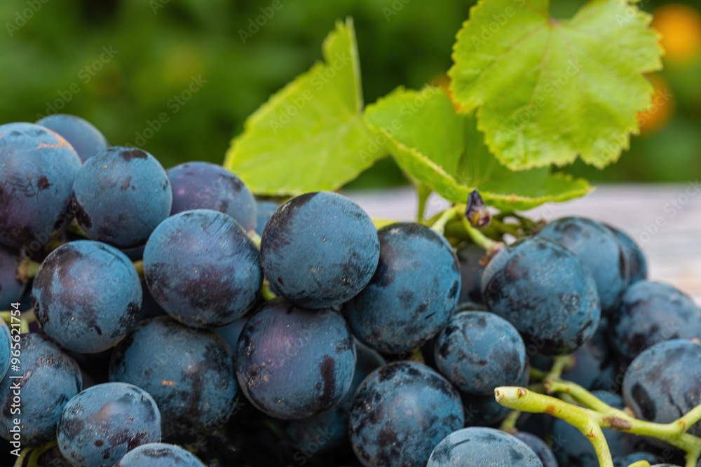 Izmir's famous kavacık grapes on a wooden table