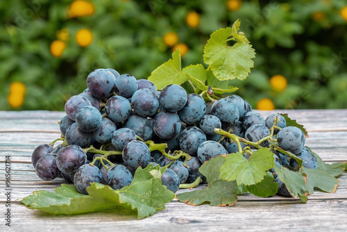 Obraz na płótnie Izmir's famous kavacık grapes on a wooden table w salonie