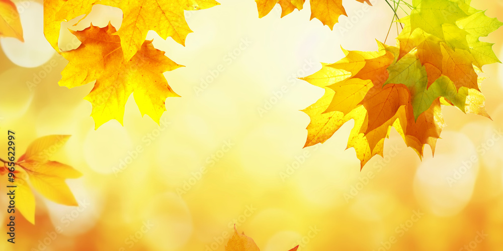Beautiful orange and golden autumn maple leaves against a blurry park in sunlight with beautiful bokeh. Natural autumn blurred background. Beautiful orange and golden autumn maple leaves against a blurry park in sunlight with beautiful bokeh. Natural autumn blurred background.